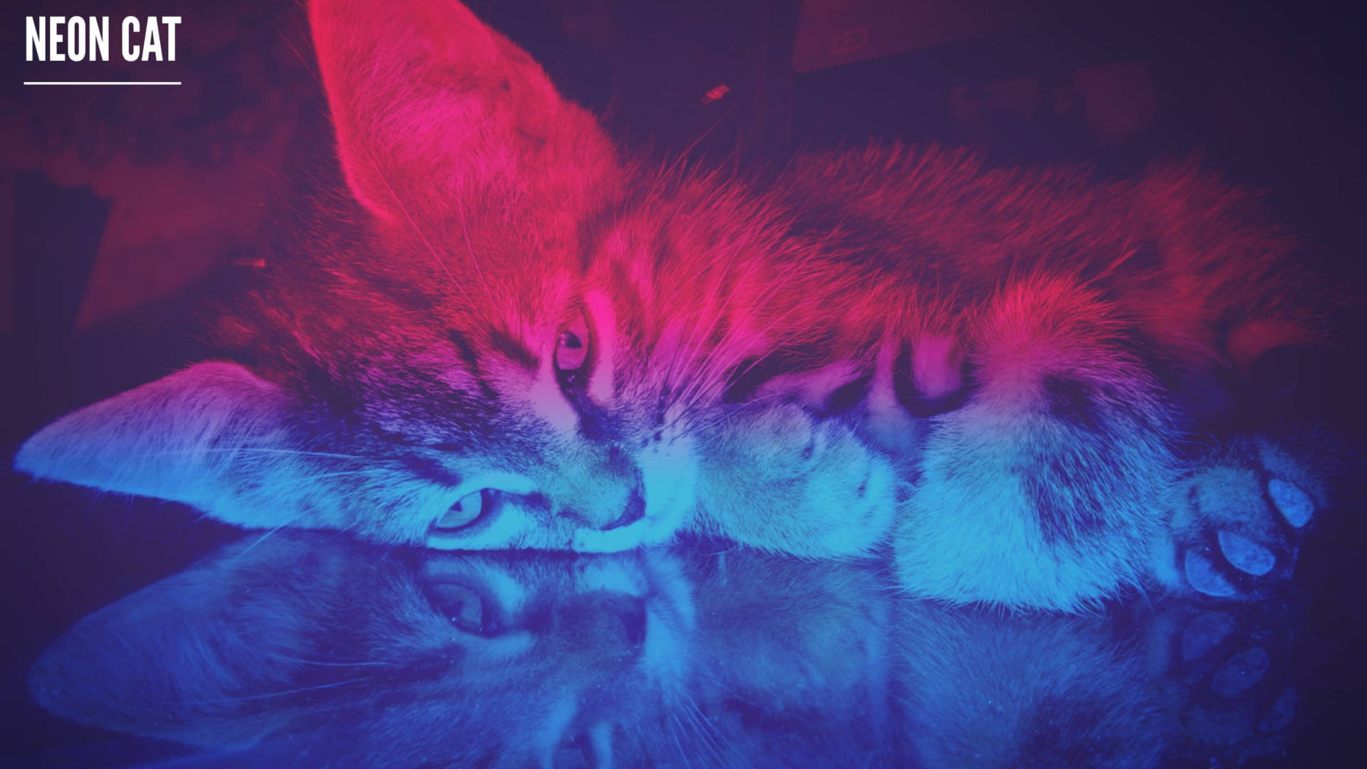 Neon Aesthetic Laying Down Cat Background