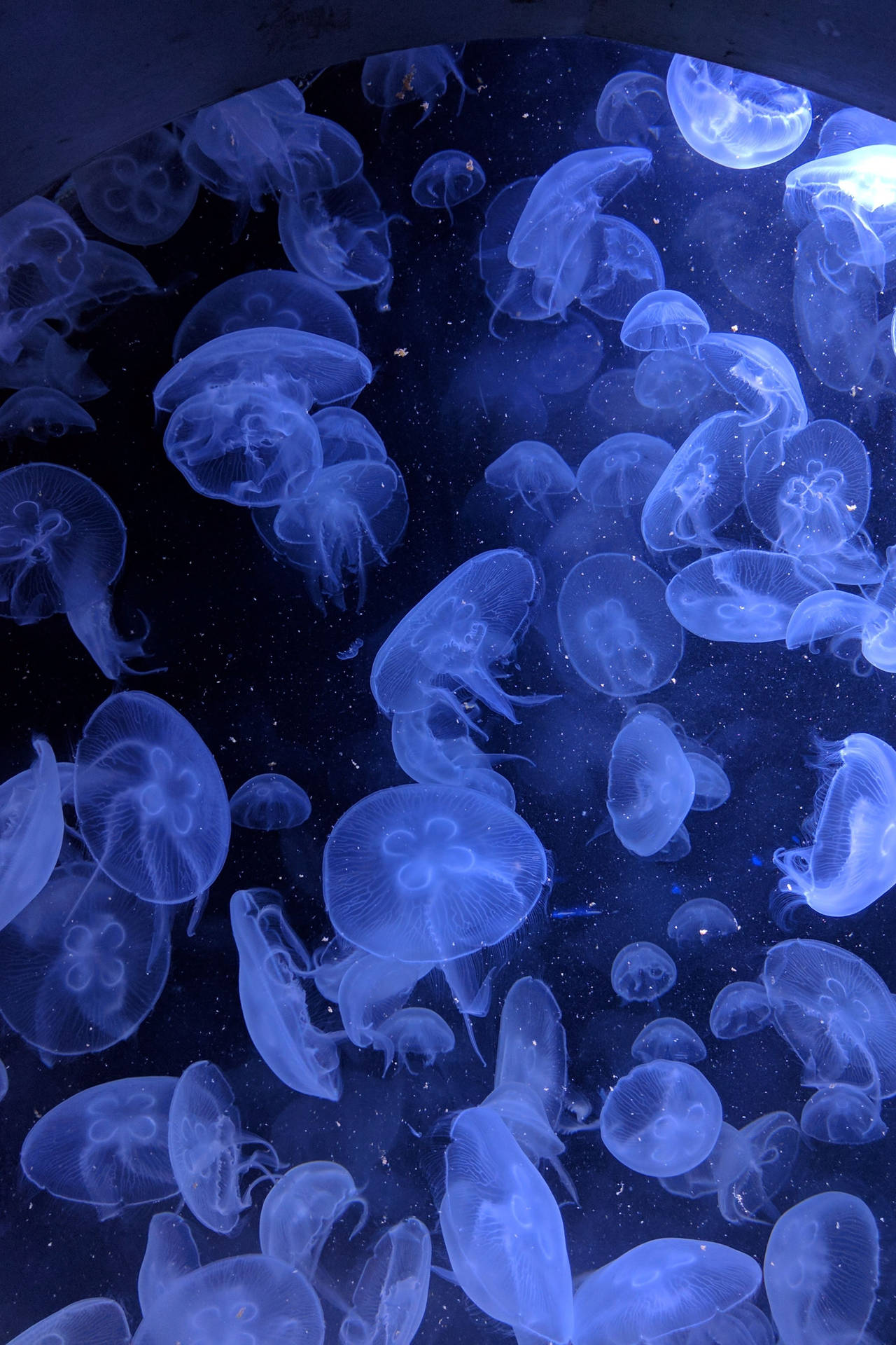 Neon Blue Aesthetic Glowing Jellyfish Background