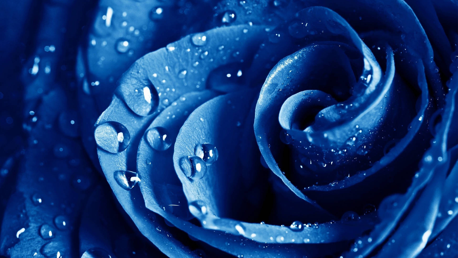 Neon Blue Aesthetic Rose Water Droplets Background