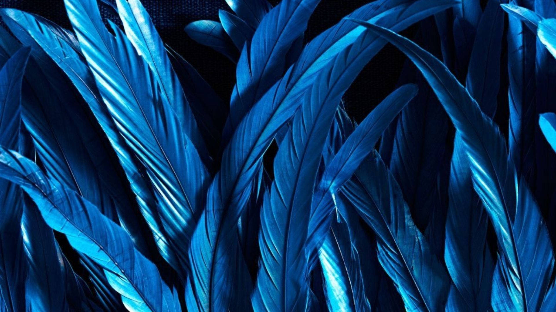 Neon Blue Feathers Background