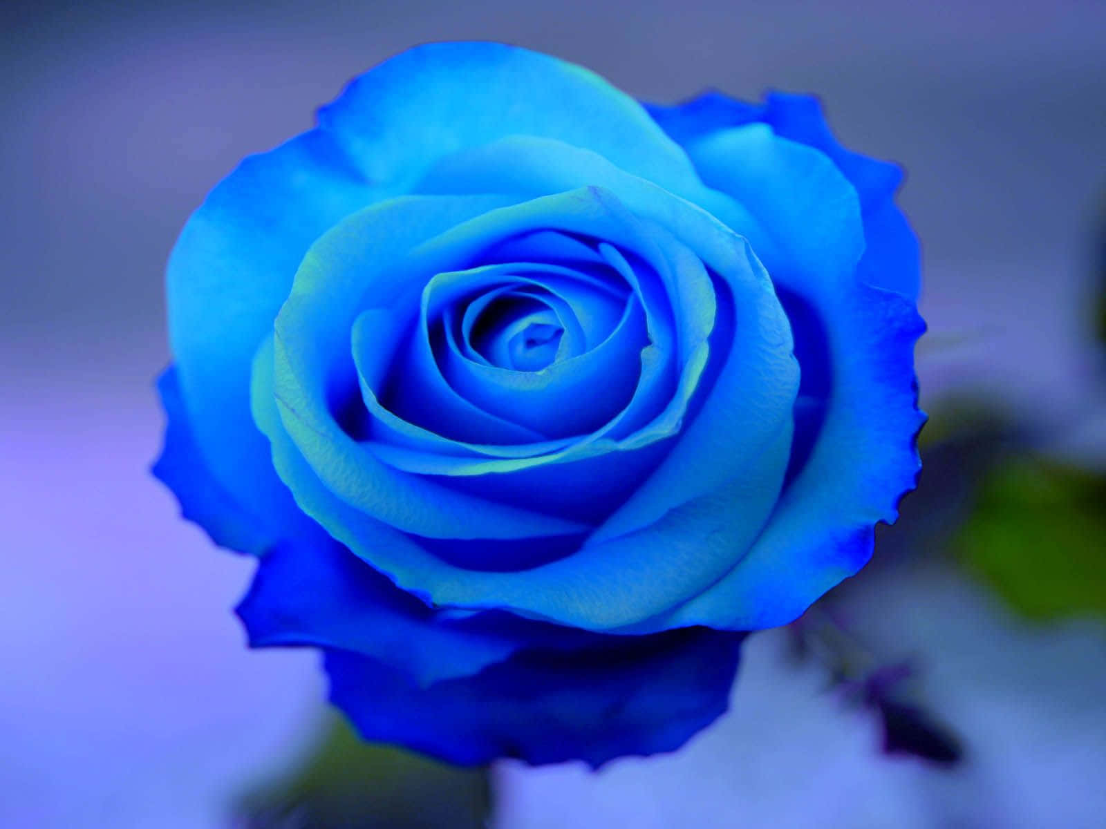 Neon Blue Rose Background