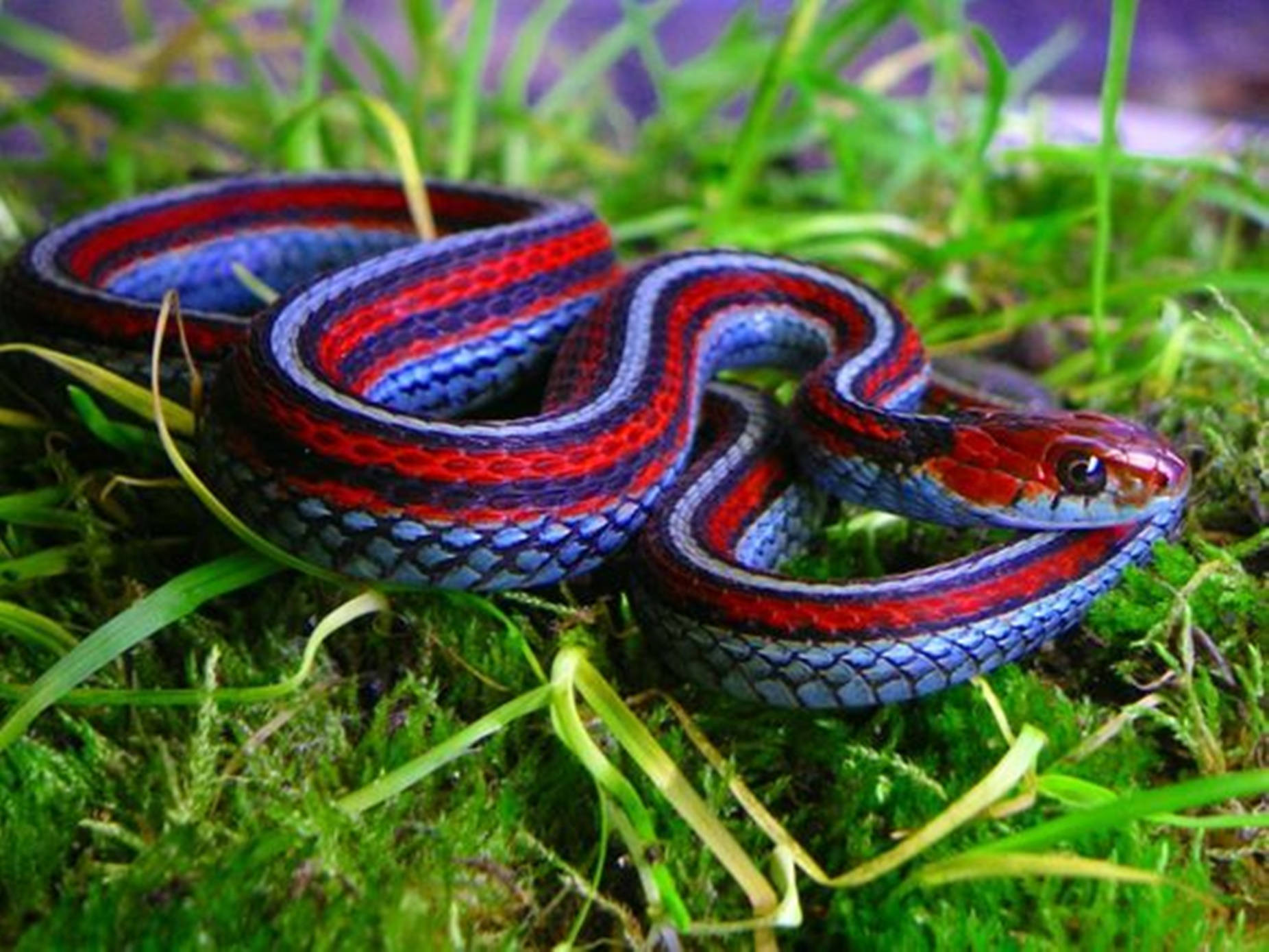 Neon Blue San Francisco Garter Snake