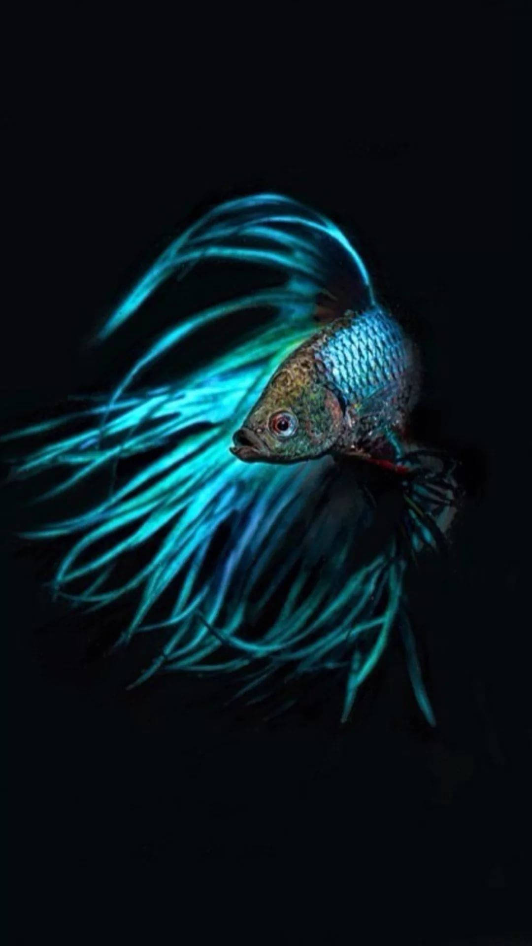 Neon Blue Siamese Fish Iphone Background