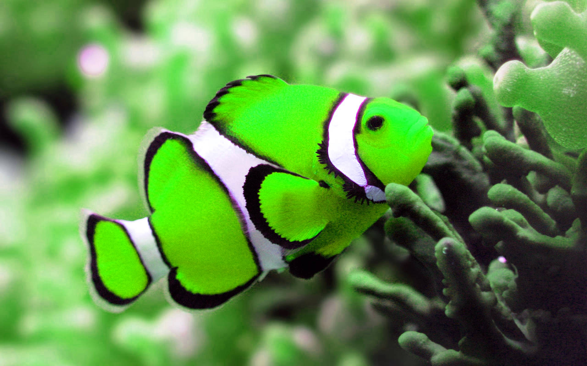 Neon Green Cool Fish Background