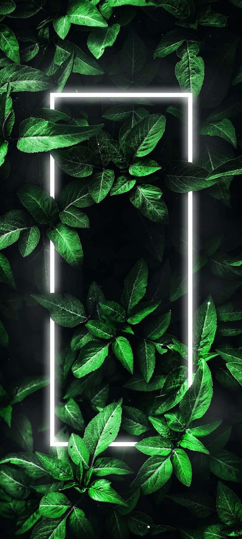 Neon_ Green_ Leaves_ Frame_ Wallpaper.jpg Background