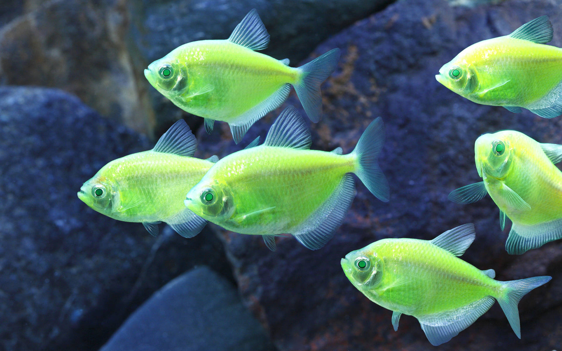 Neon Green Tiny Fishes Background