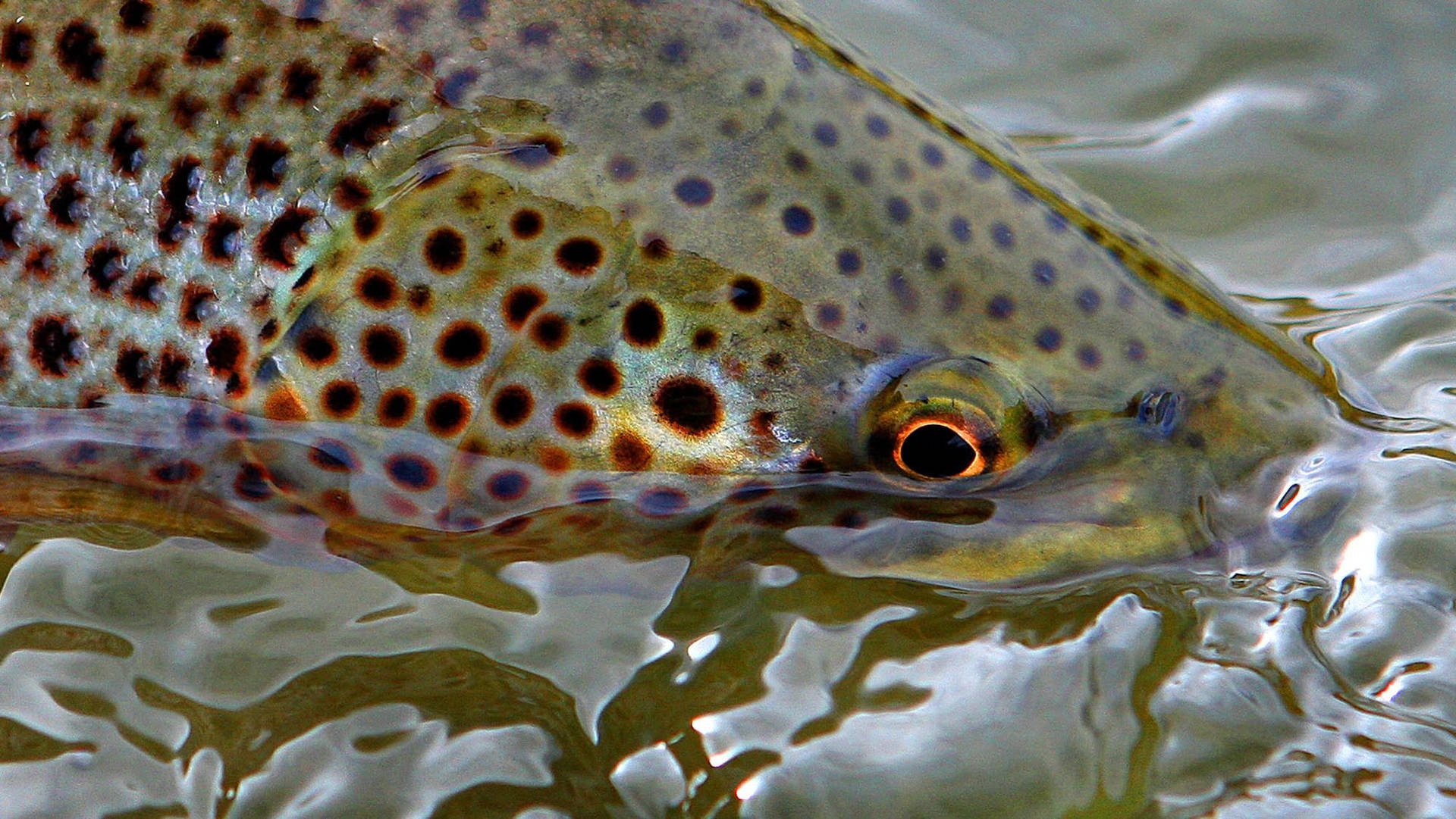 Neon Green Trout