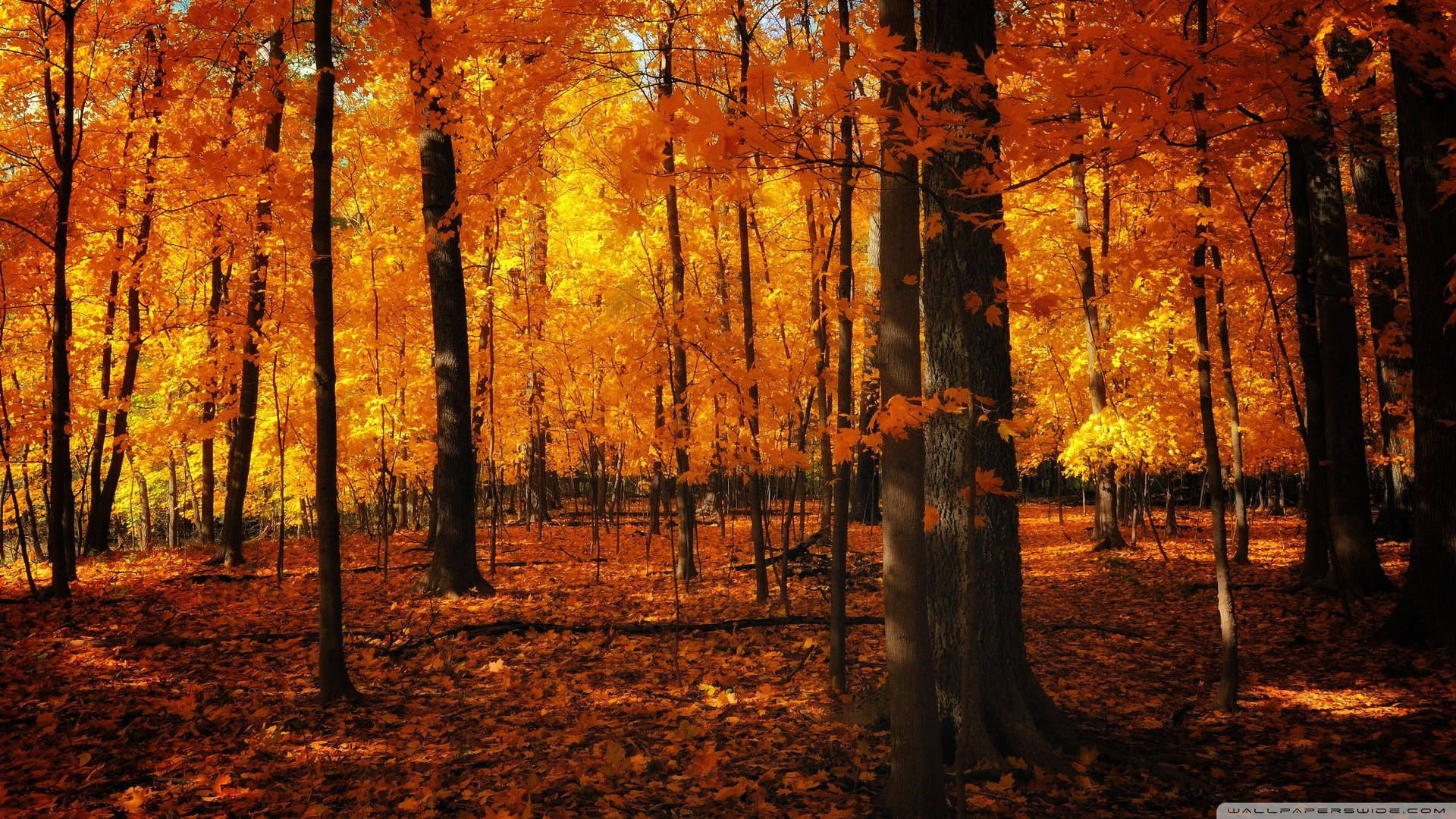 Neon Orange Forest In Autumn Background