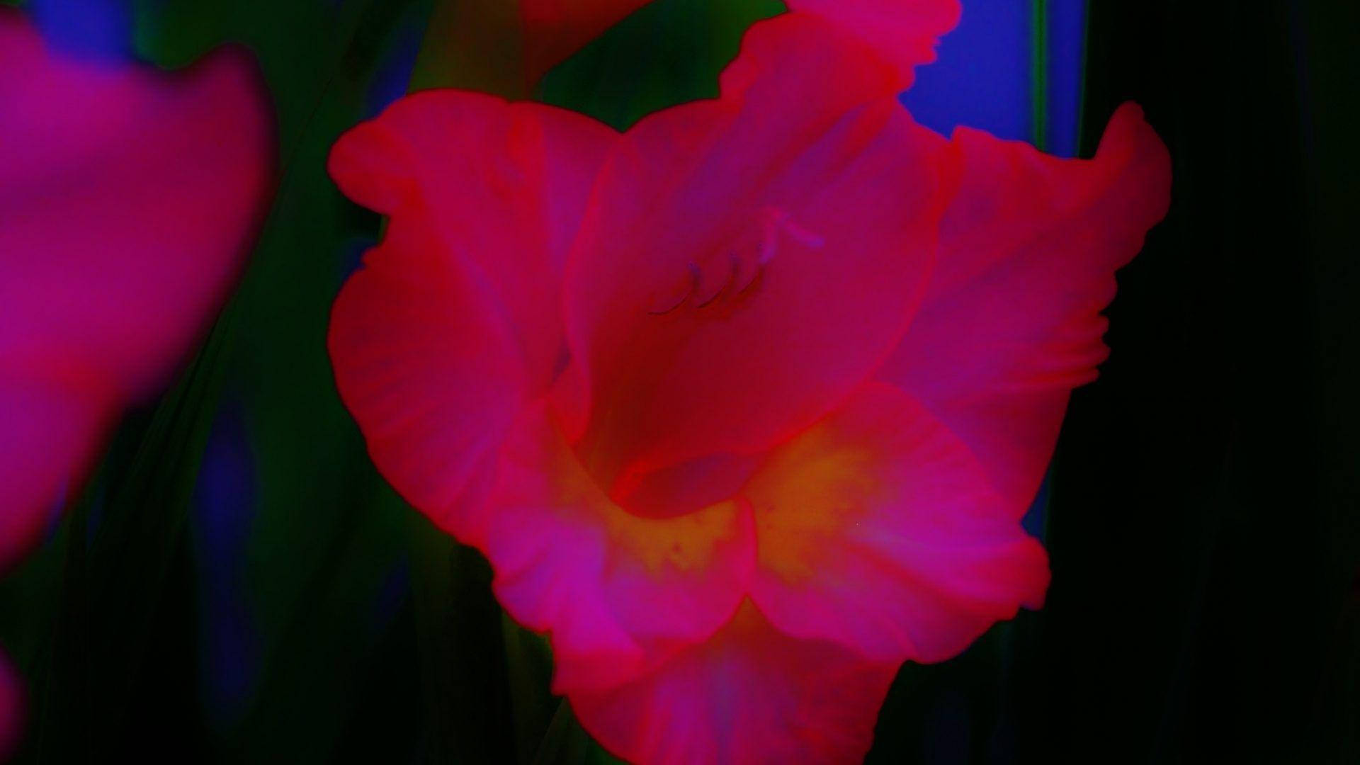 Neon Pink Flower In Dim Background Background