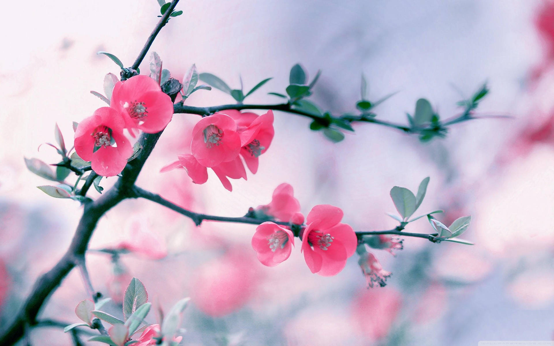Neon Pink Spring Flowers Background