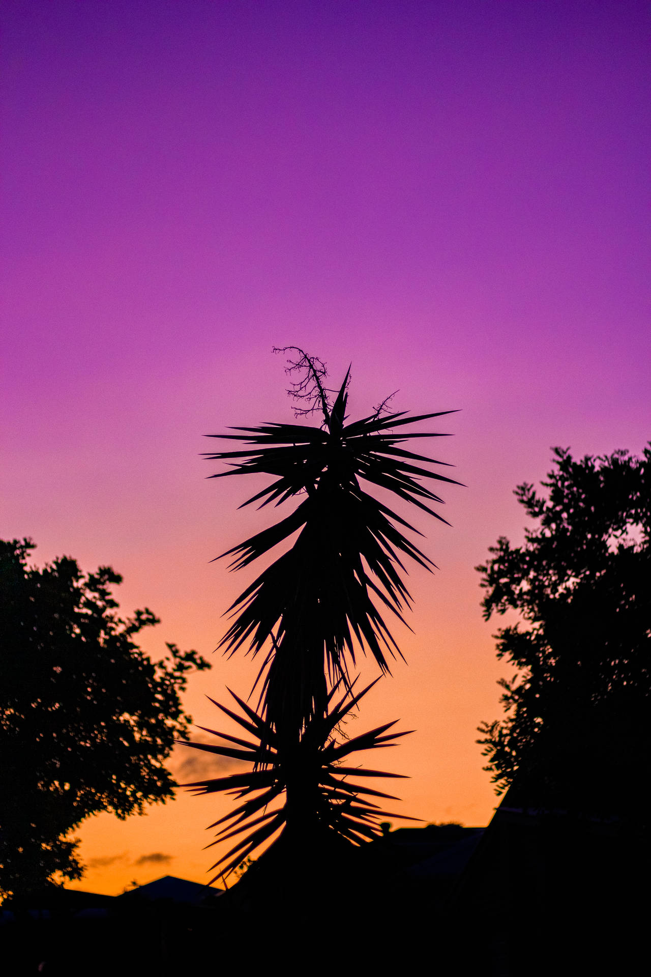 Neon Purple Iphone Sunset Background