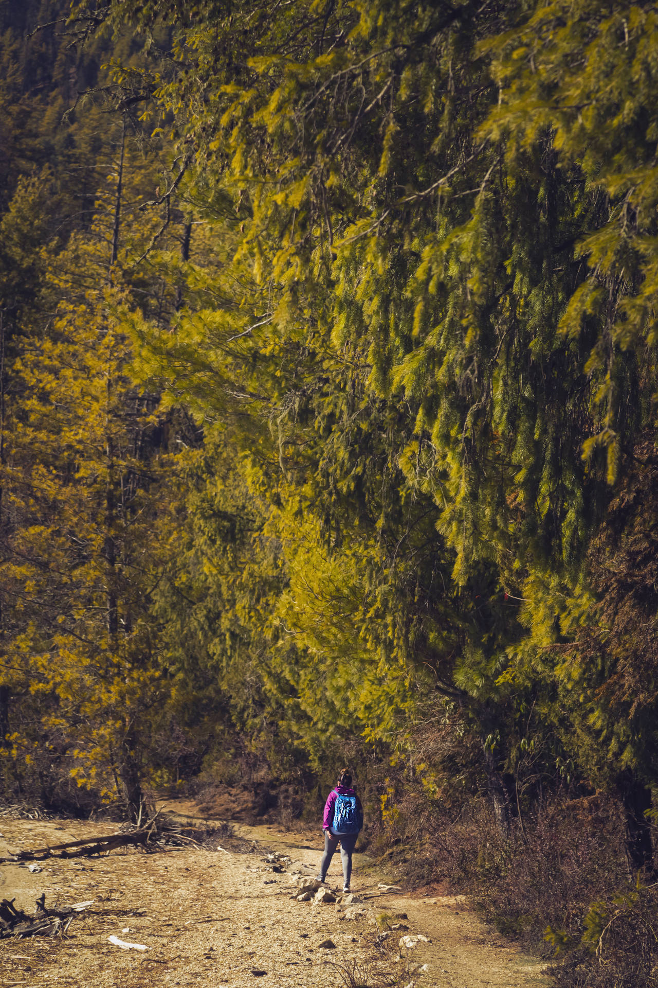 Nepal Rara National Park Trail Background