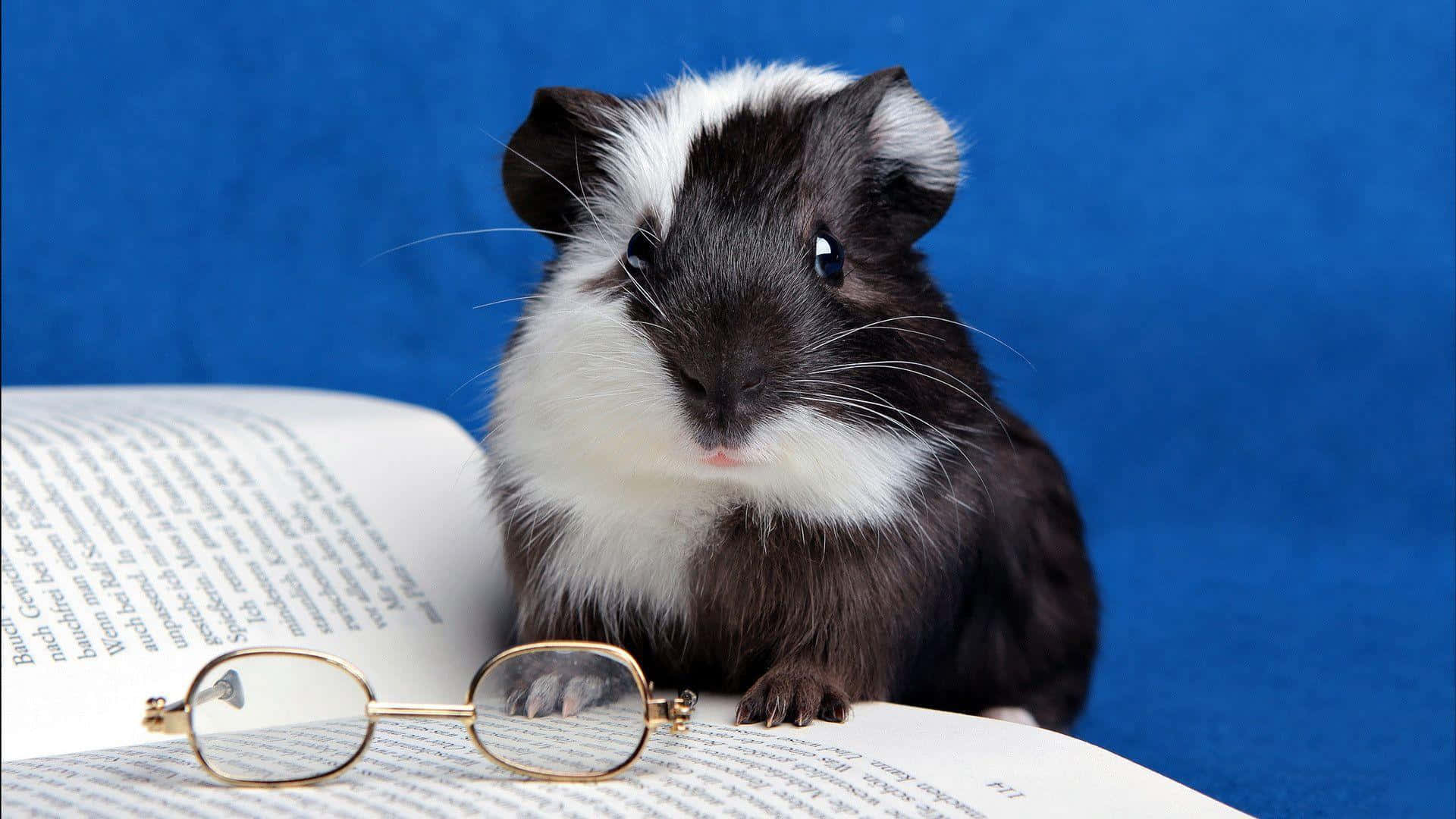 Nerdy Black And White Hamster Background