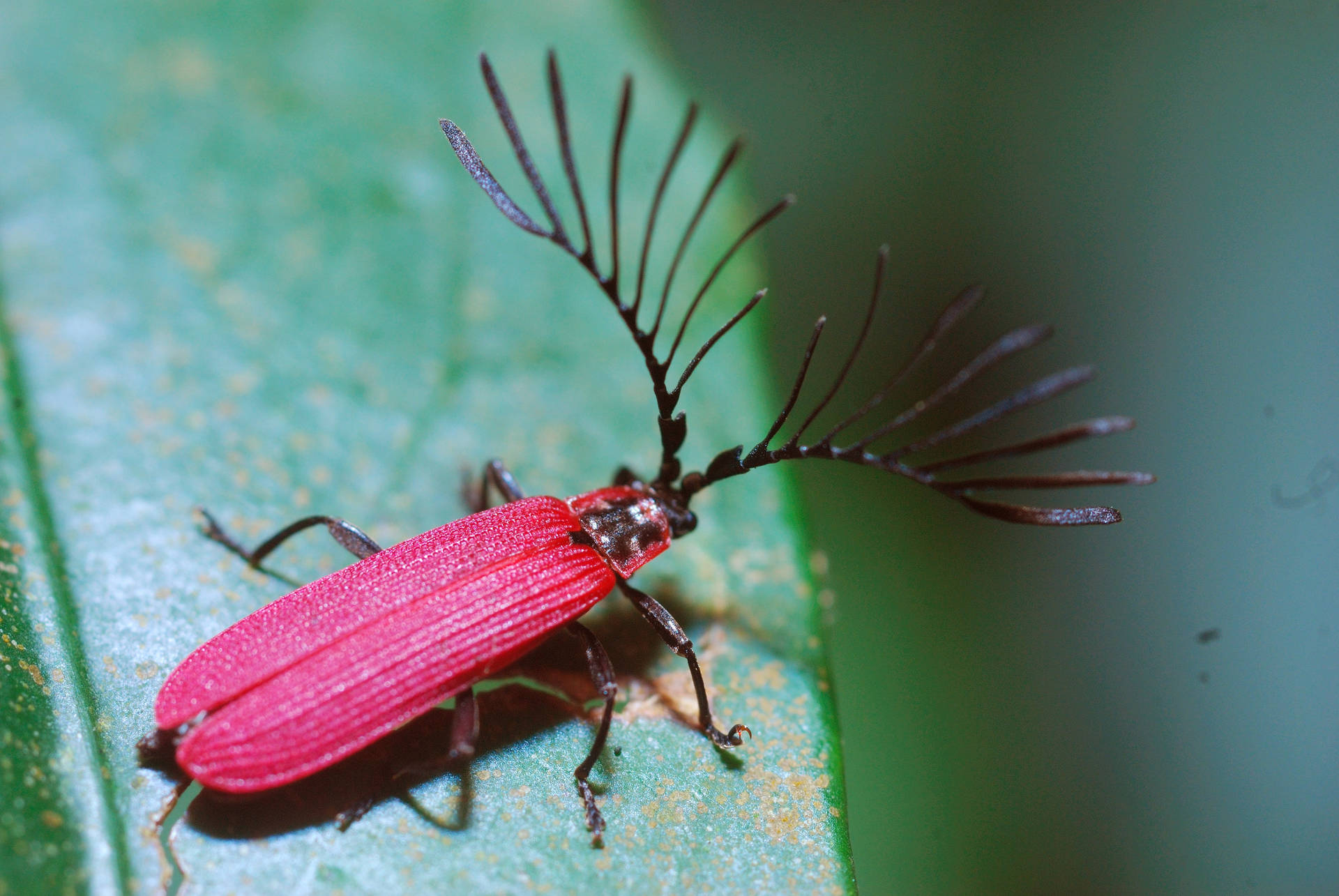 Net-winged Beetle