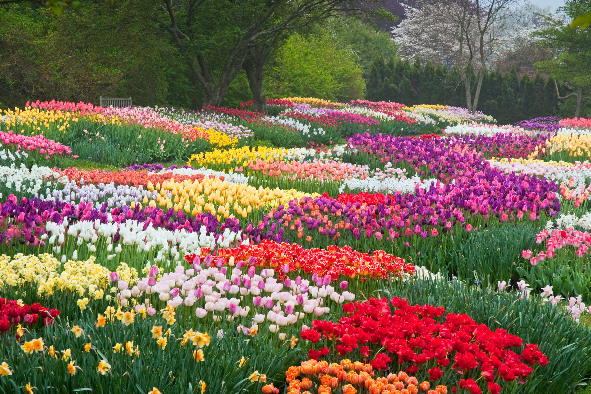 Netherlands Colorful Tulip Garden Background
