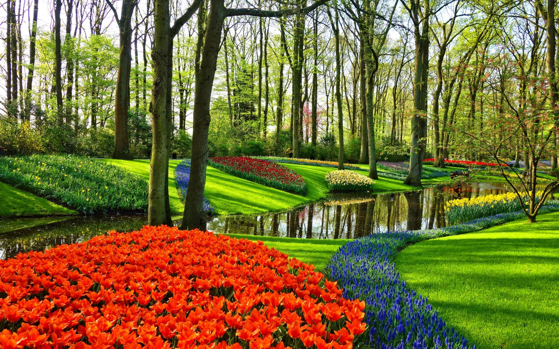 Netherlands Lush Flower Park Background