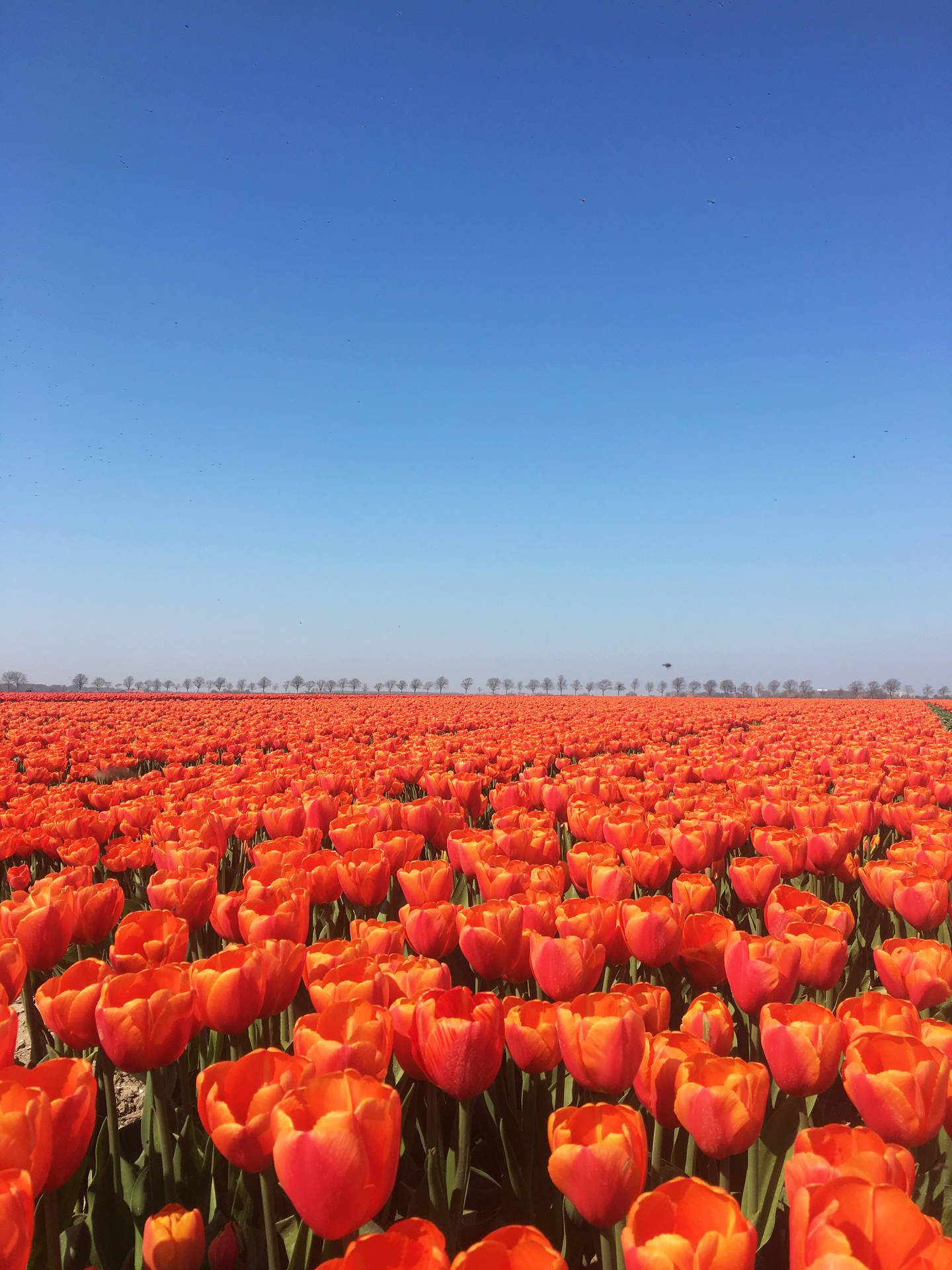 Netherlands Tulip Park Background
