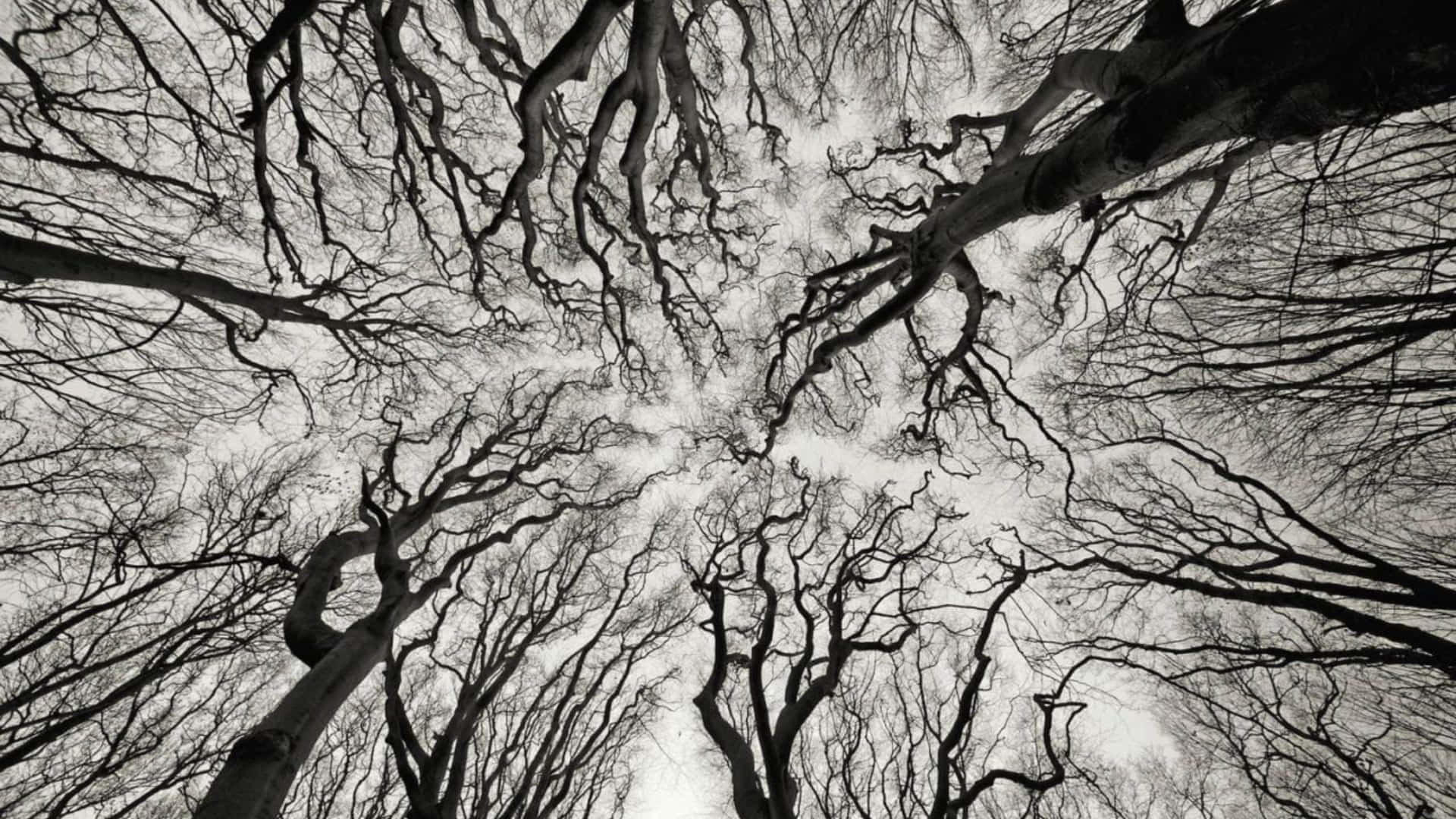 Neurotic Crowning Trees Background