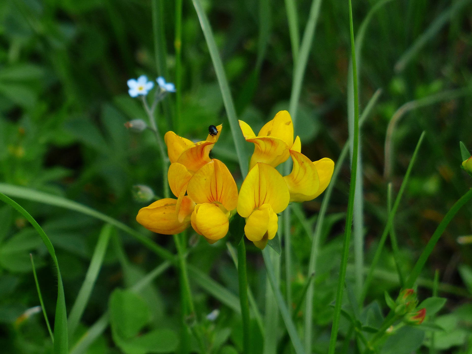 New Blooms Of Fenugreek Flowers