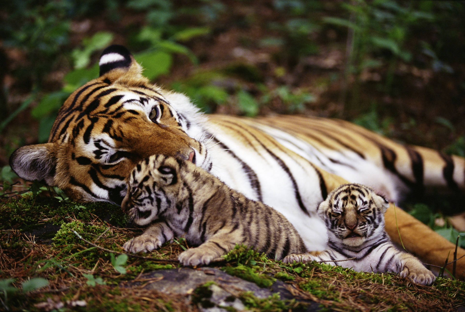 New Born Baby Tigers