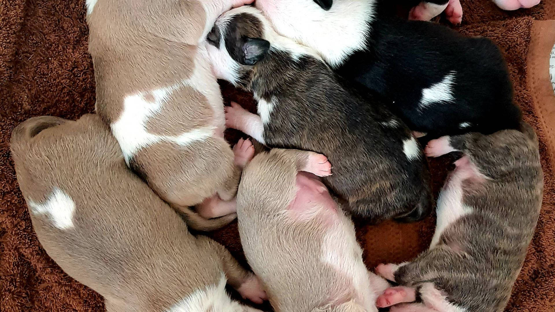New Born Puppies Background