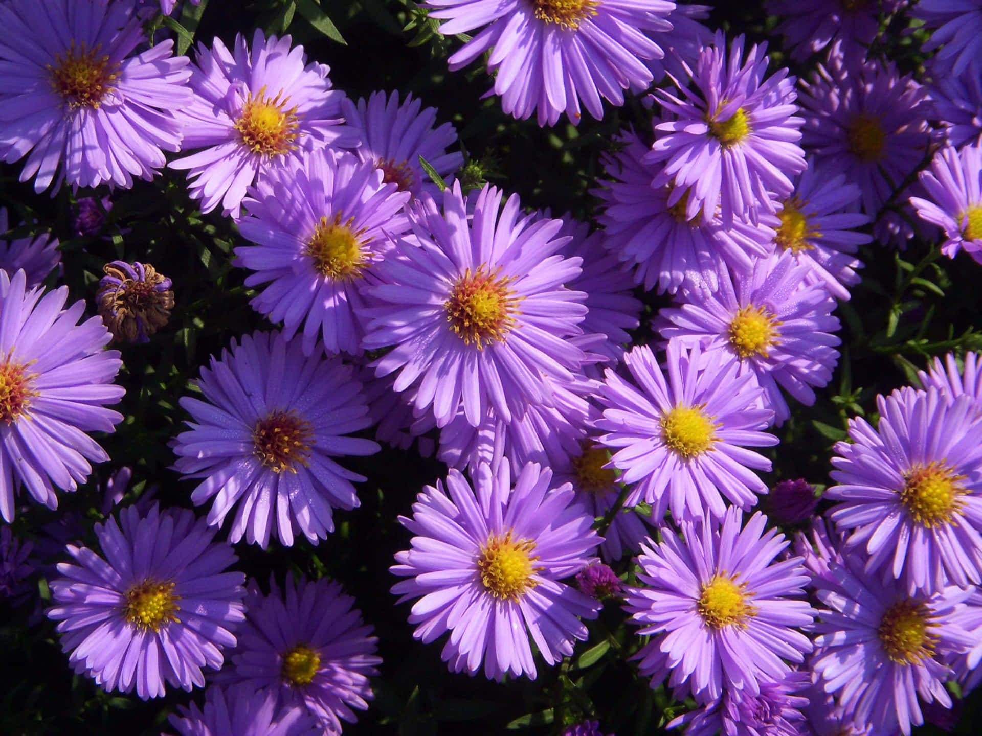 New England Summer Purple Flowers Background