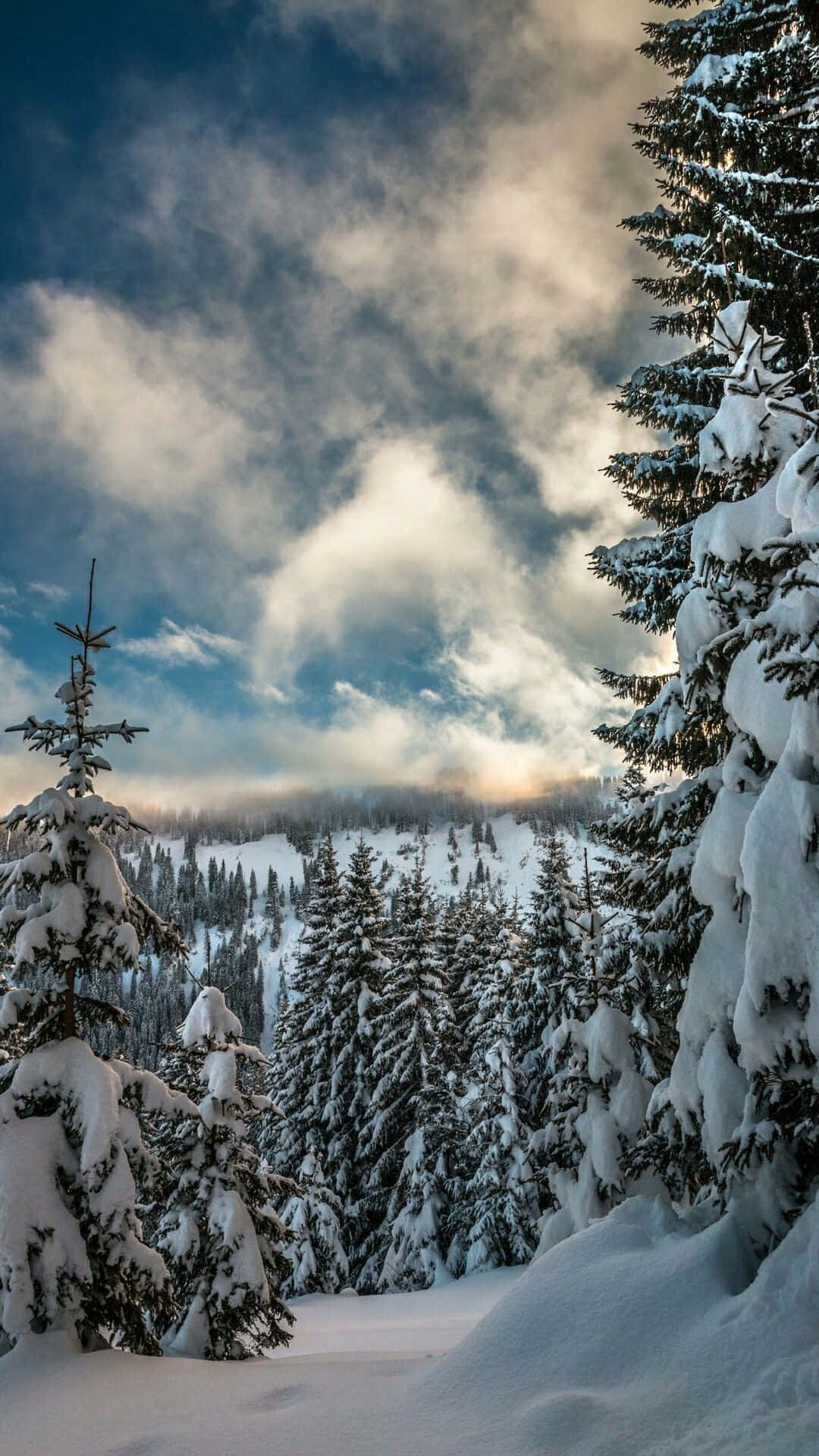 New Hampshire Winter Pine Trees Background