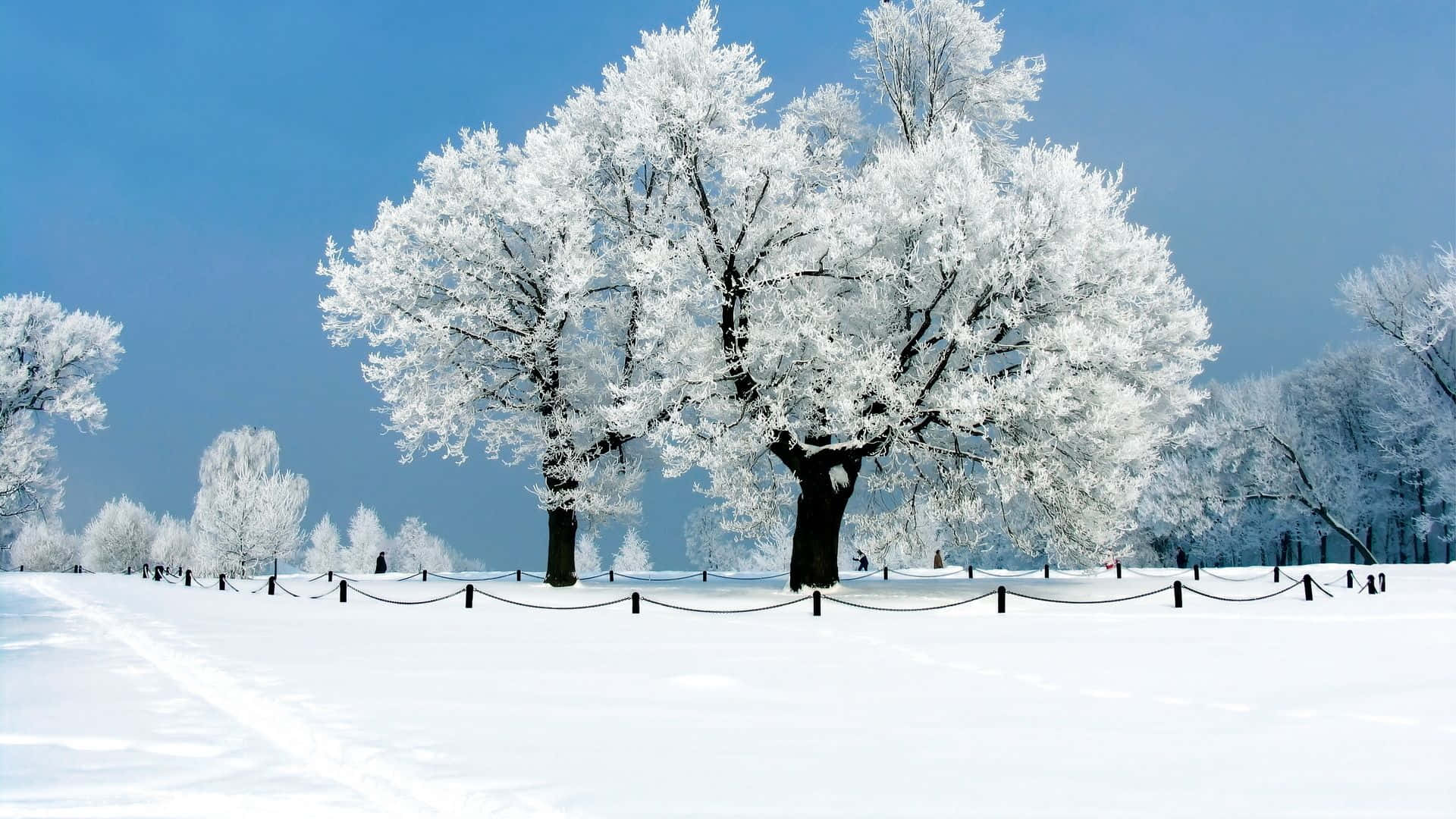 New Hampshire Winter Tree Scenery Background