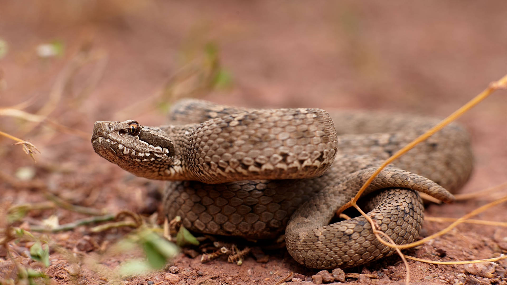 New High Altitude Species Mountain Viper Background