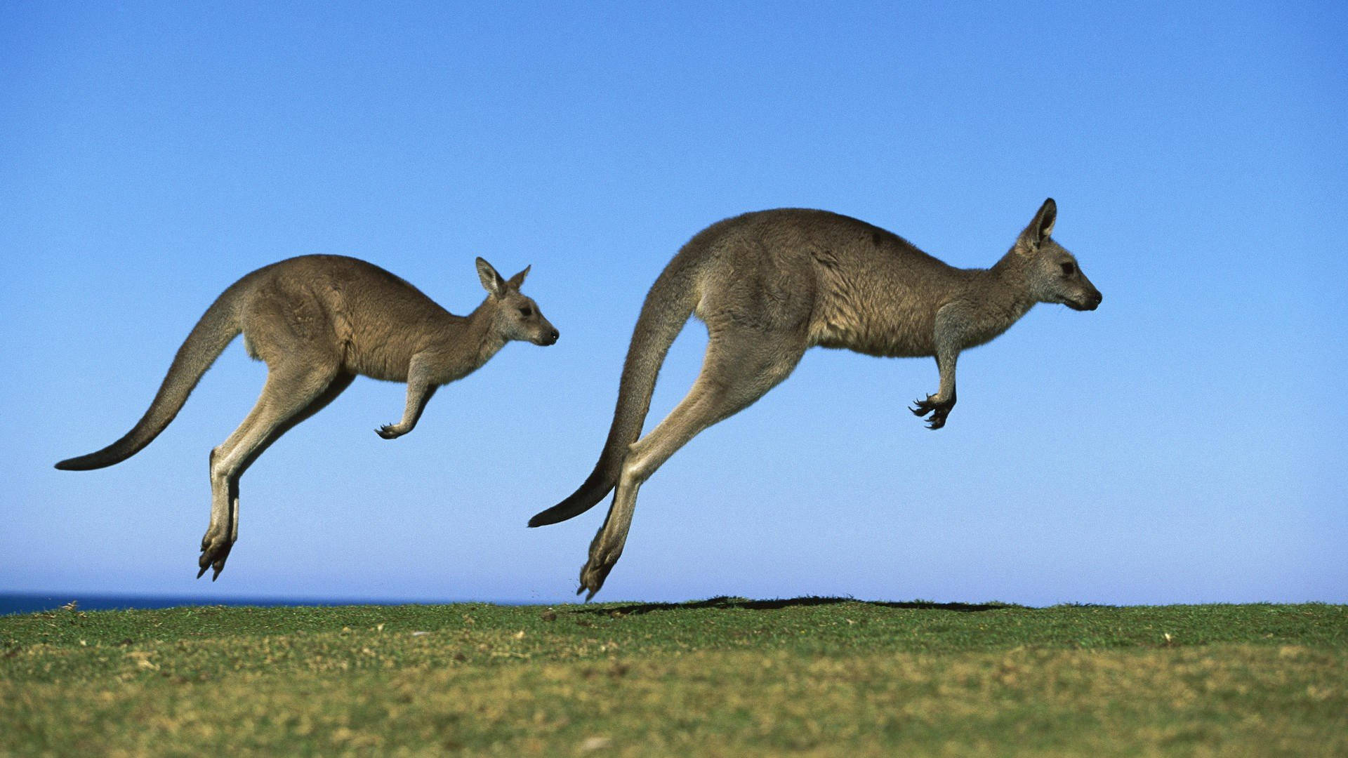 New South Wales Kangaroos Background
