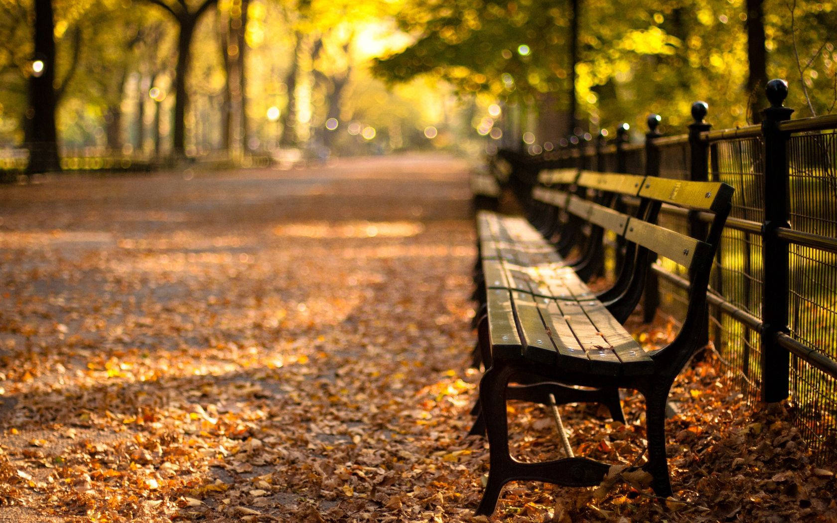 New York City Central Park Bench Background