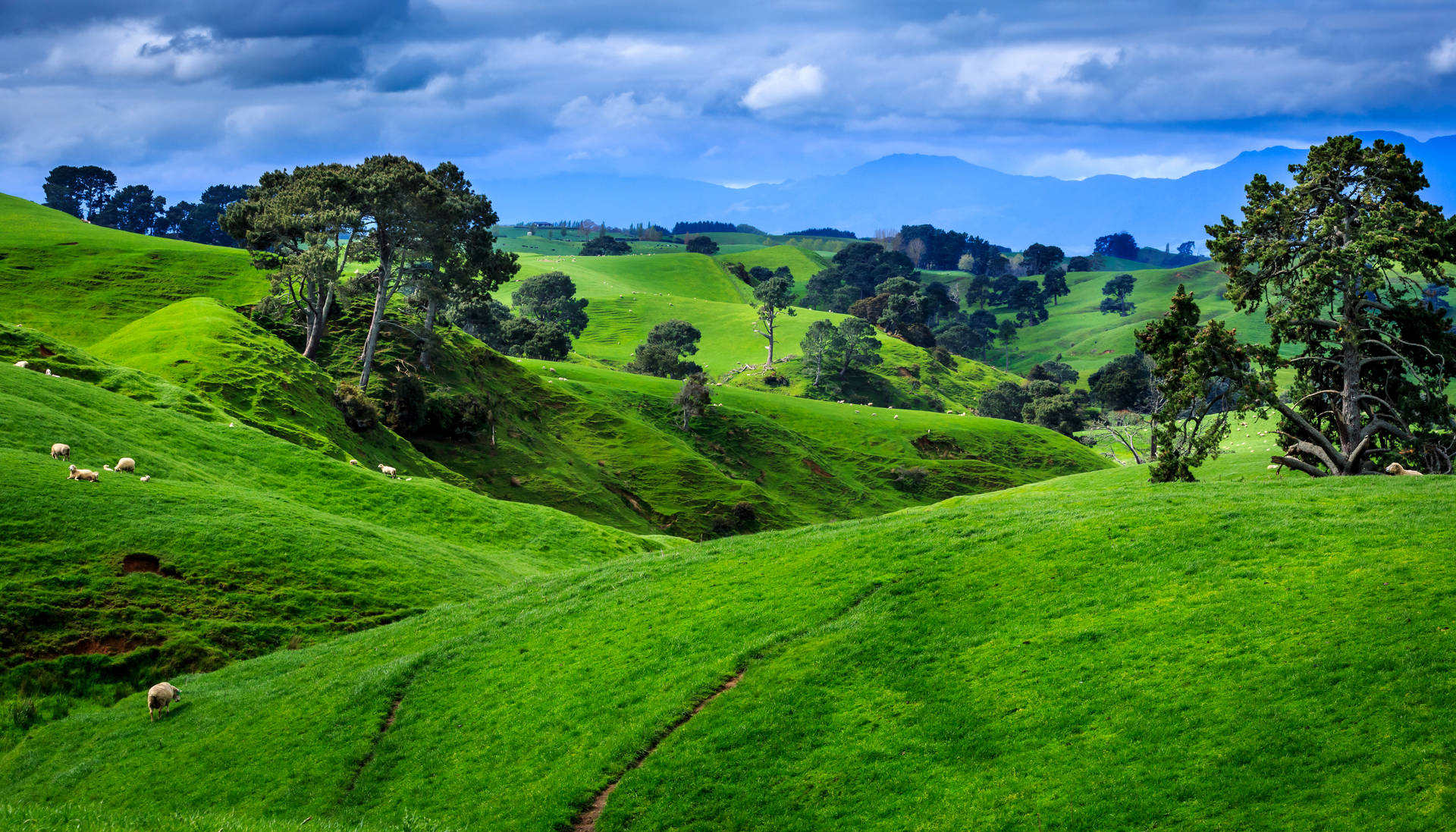 New Zealand Green Hills Background