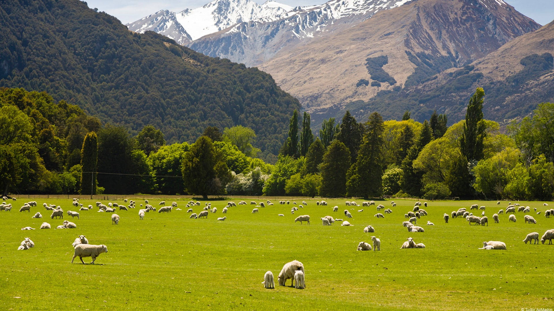 New Zealand Green Pasture