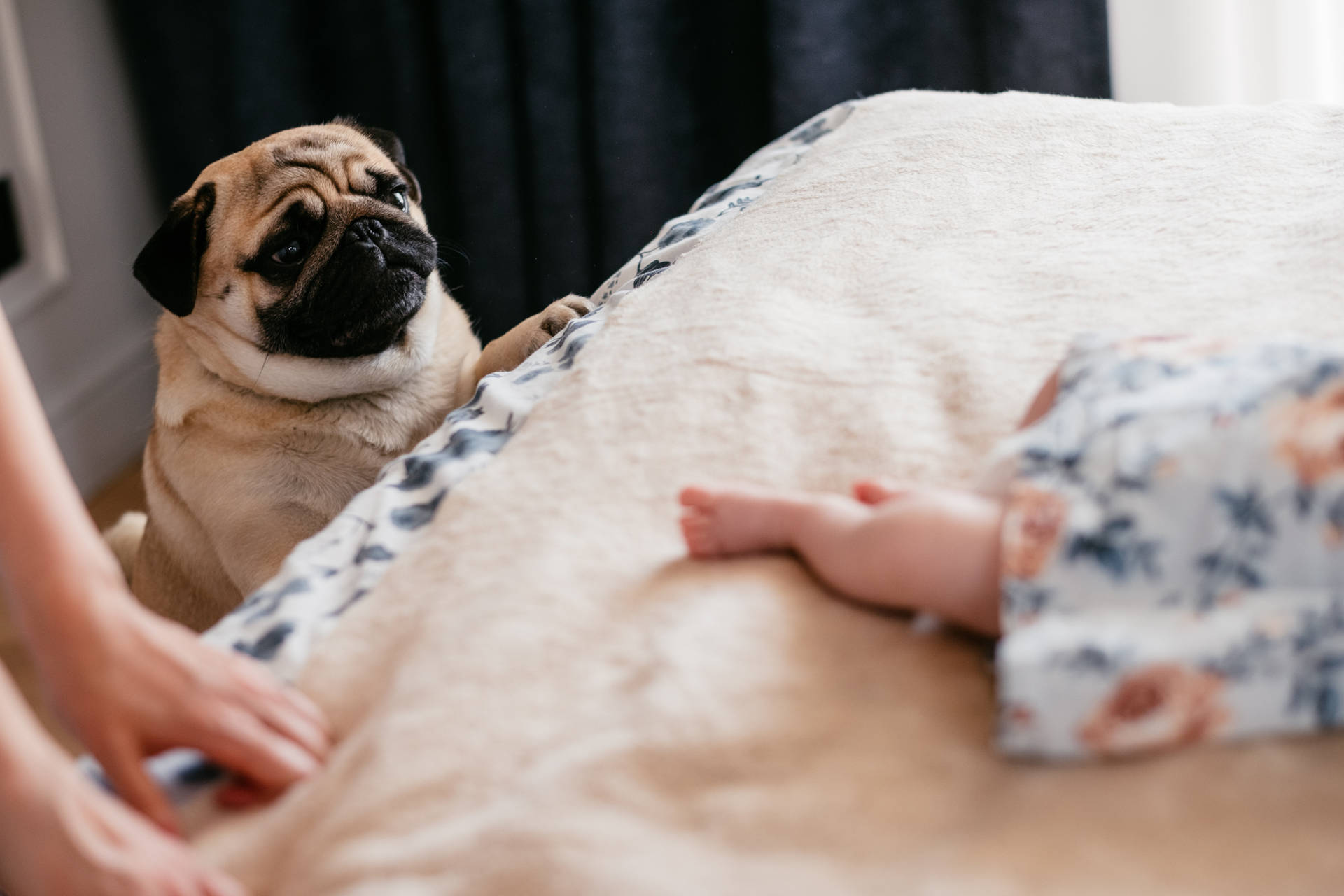 Newborn Baby Girl Pug Dog