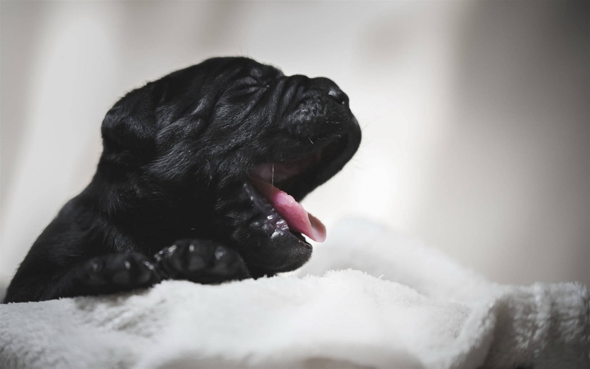 Newborn Cane Corso Pup Background