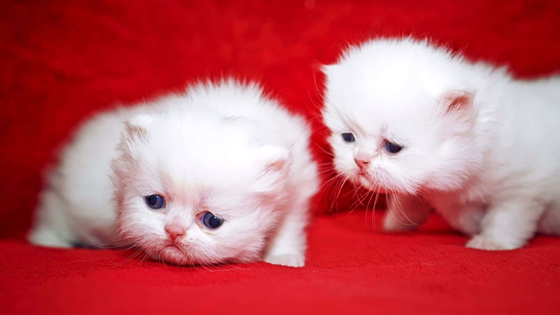 Newborn Cute Kittens On Red Couch Background