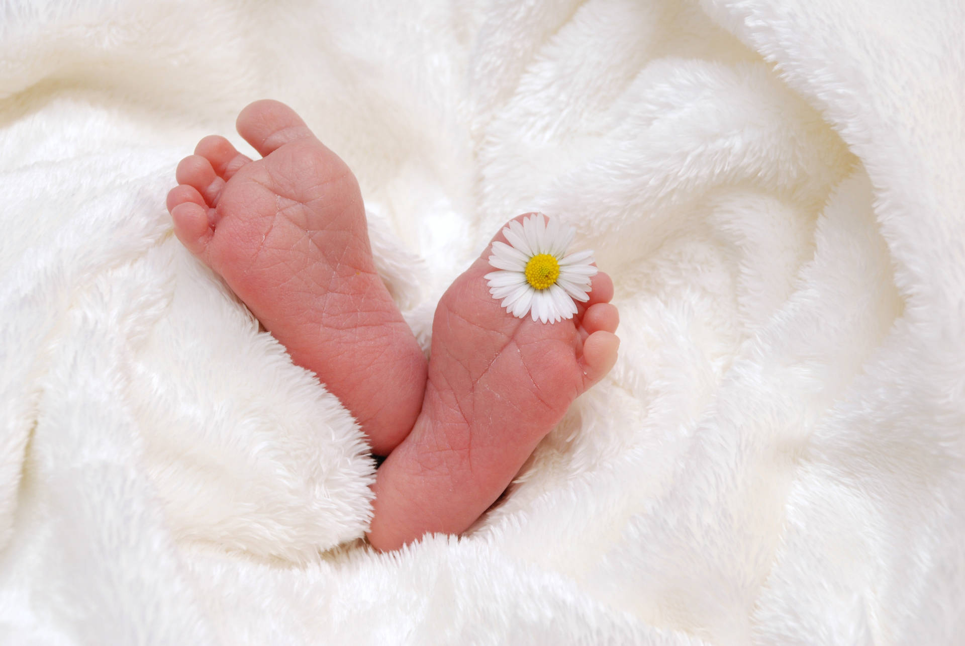 Newborn Delicacy - Baby's Feet With Daisy Flower Background