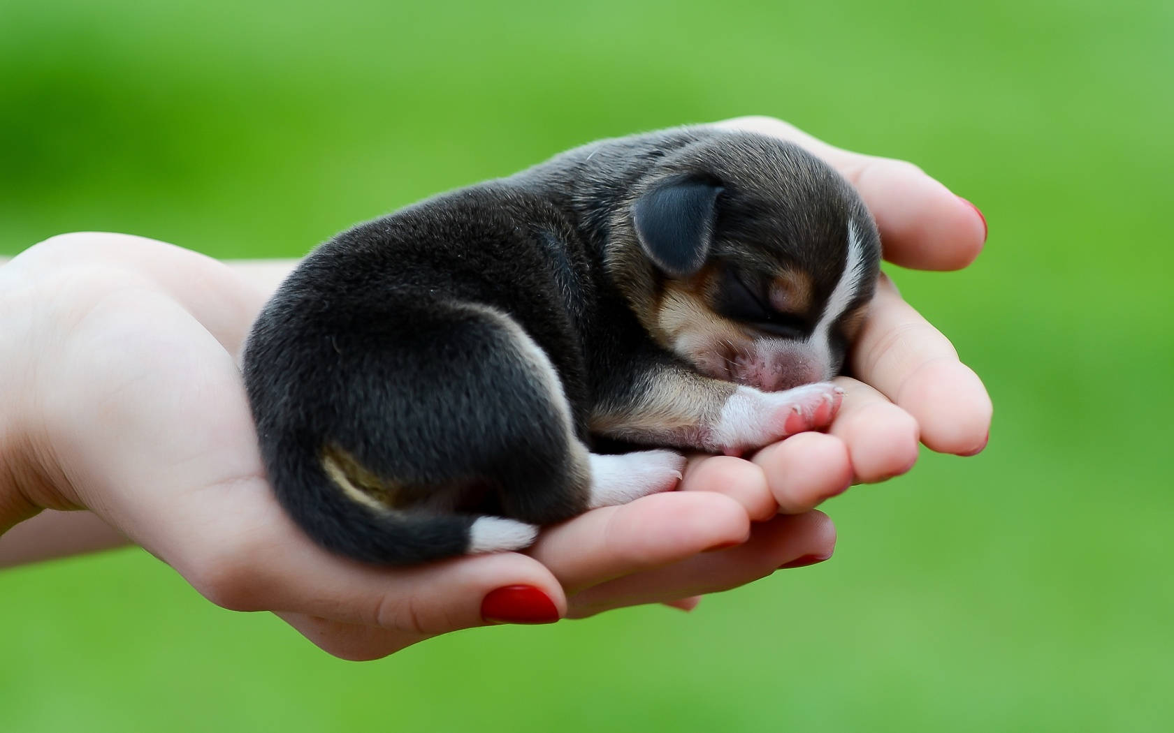 Newborn Dog In Hands