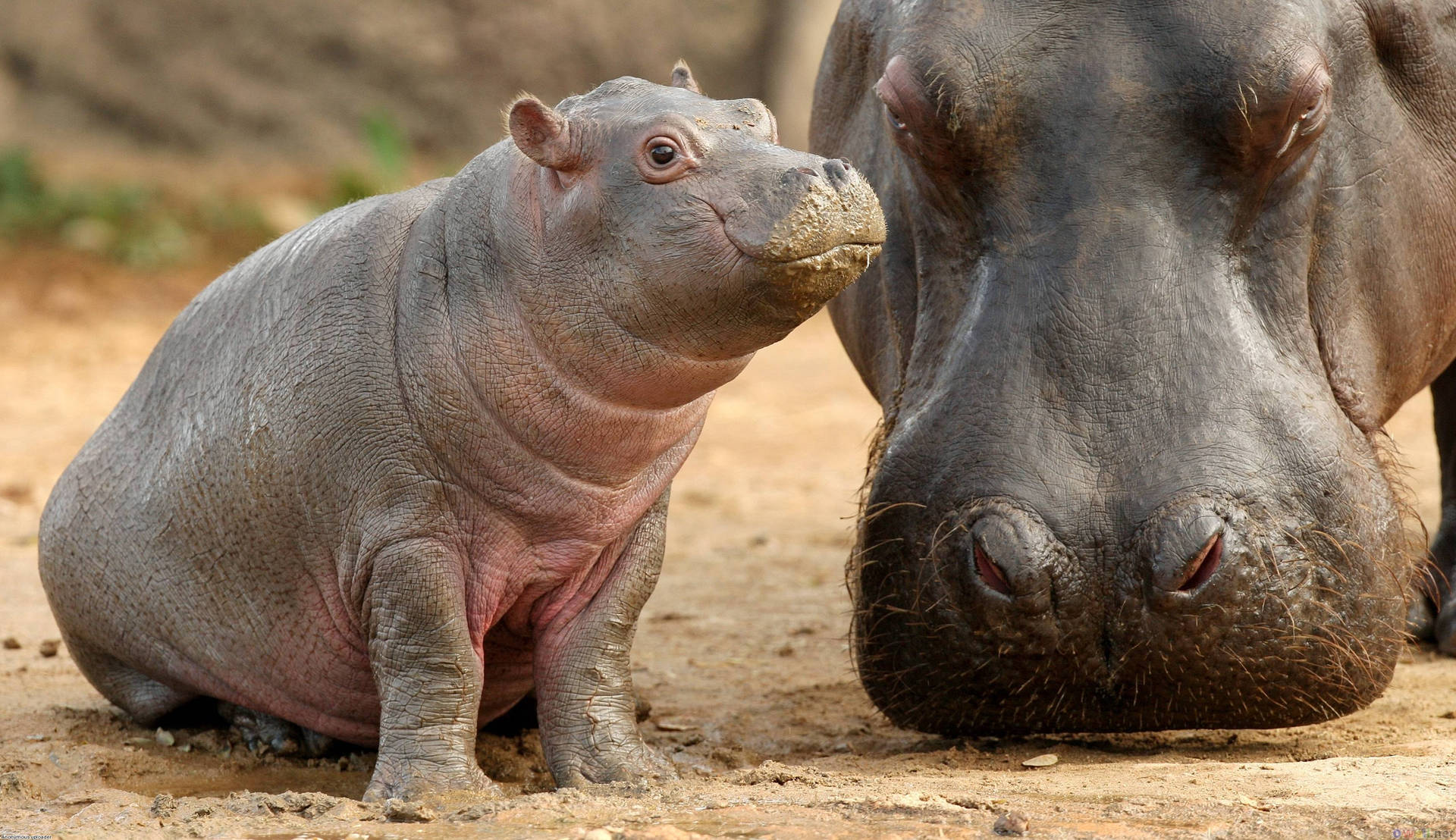 Newborn Hippopotamus Beside Its Mother Background