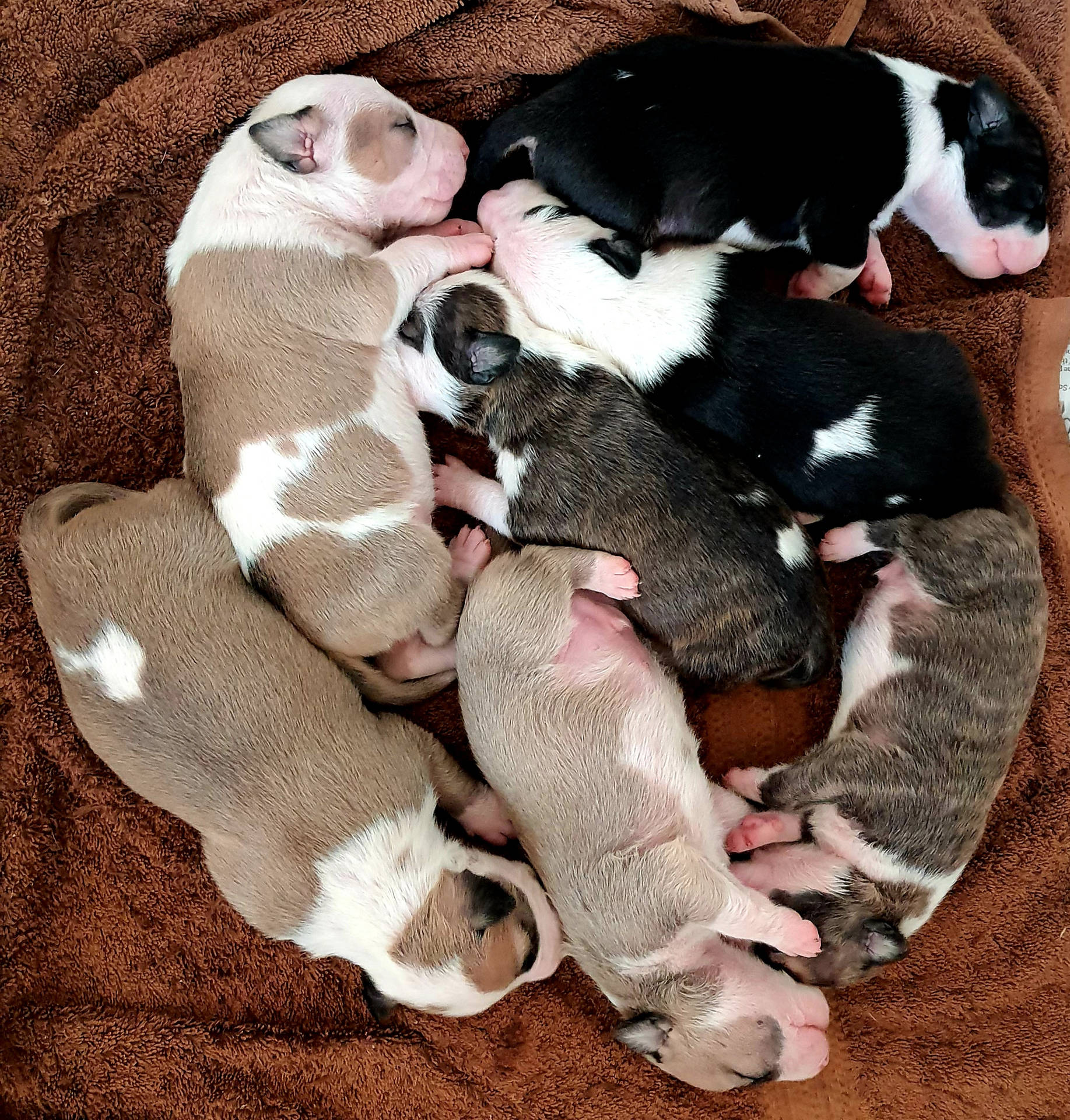 Newborn Pitbull Puppies Background