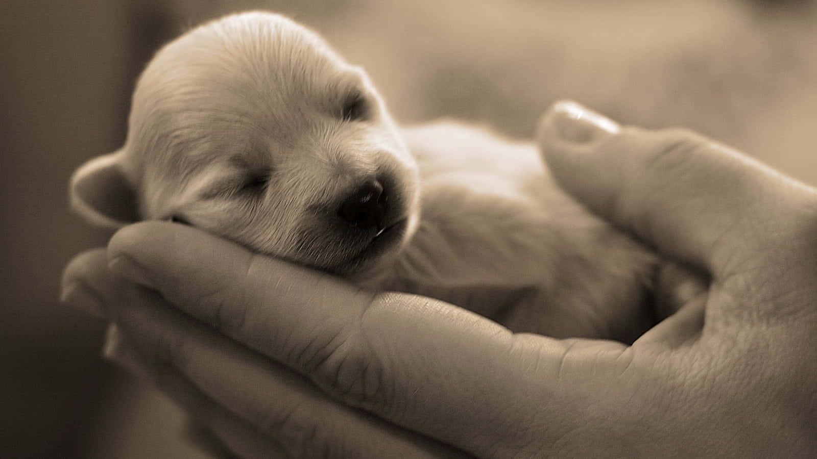 Newborn Puppy In Hands Sepia Tone.jpg Background