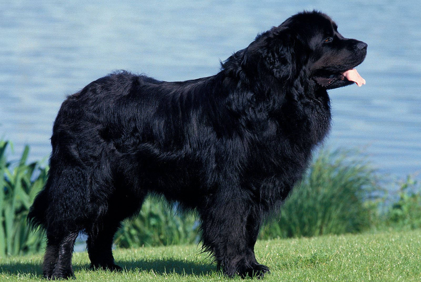 Newfoundland Dog On Top Of A Hill Background