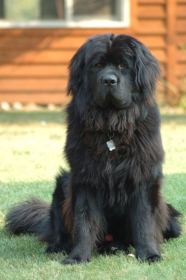 Newfoundland Dog Sitting On The Ground Background