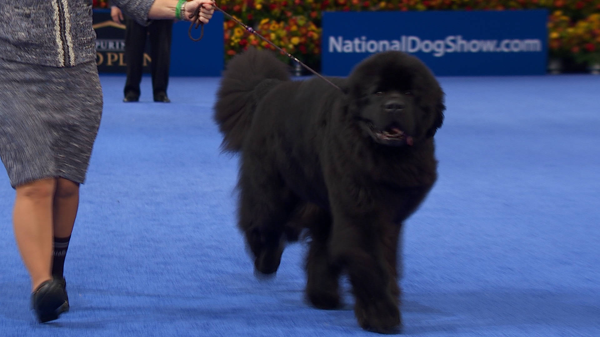 Newfoundland Dog Walking