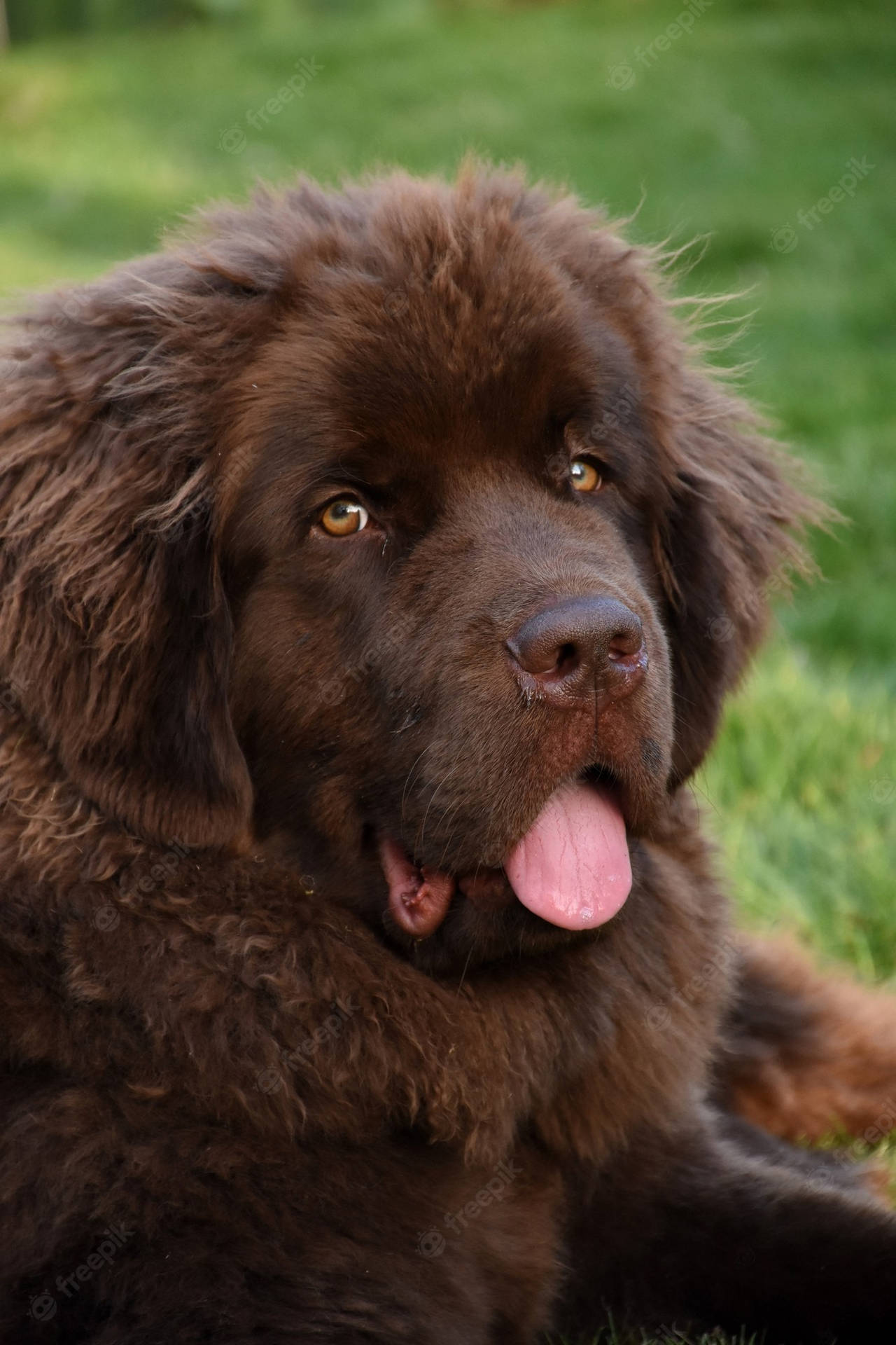 Newfoundland Dog With His Tongue Out Background