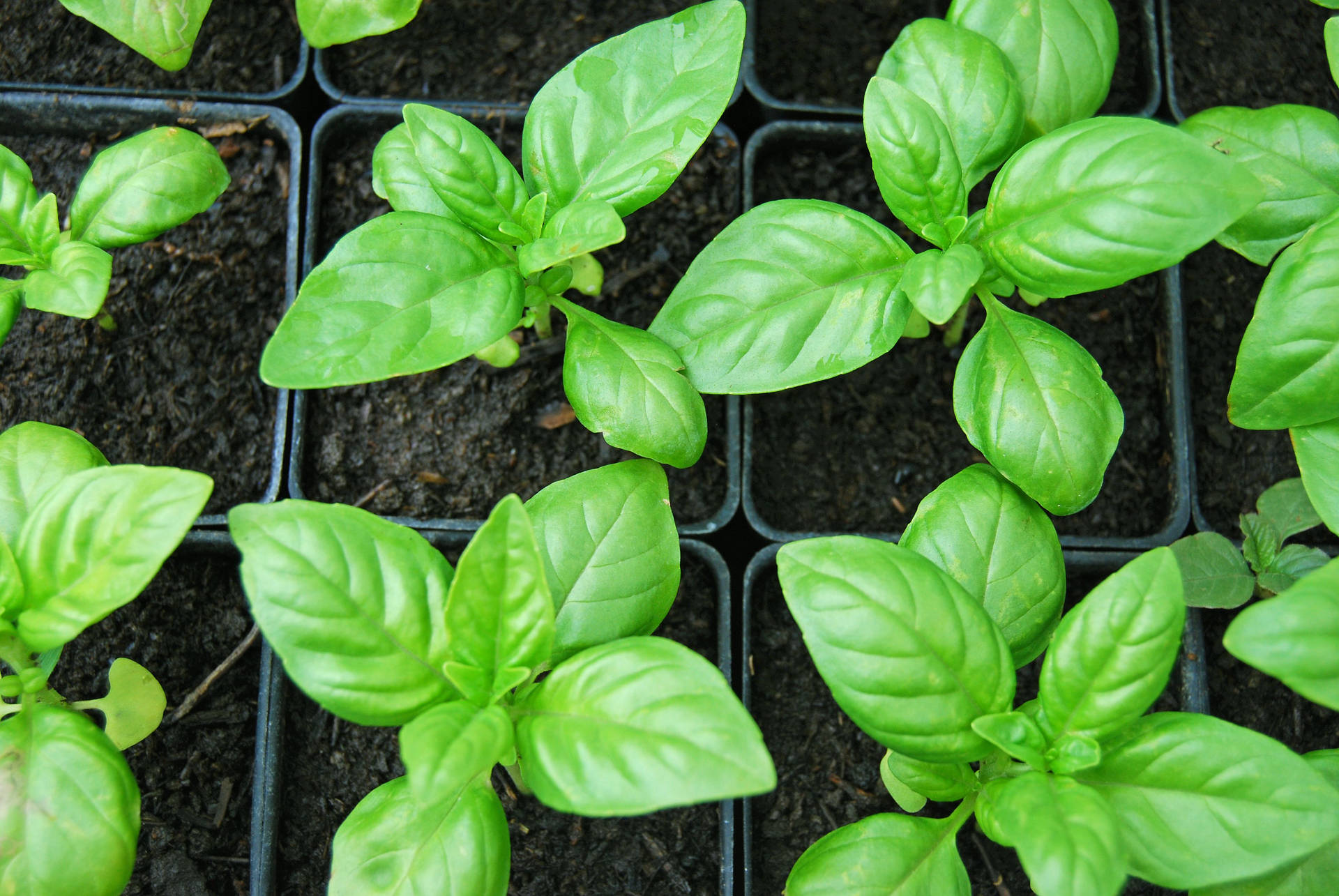 Newly Grown Basil Herbs In Nursery Background