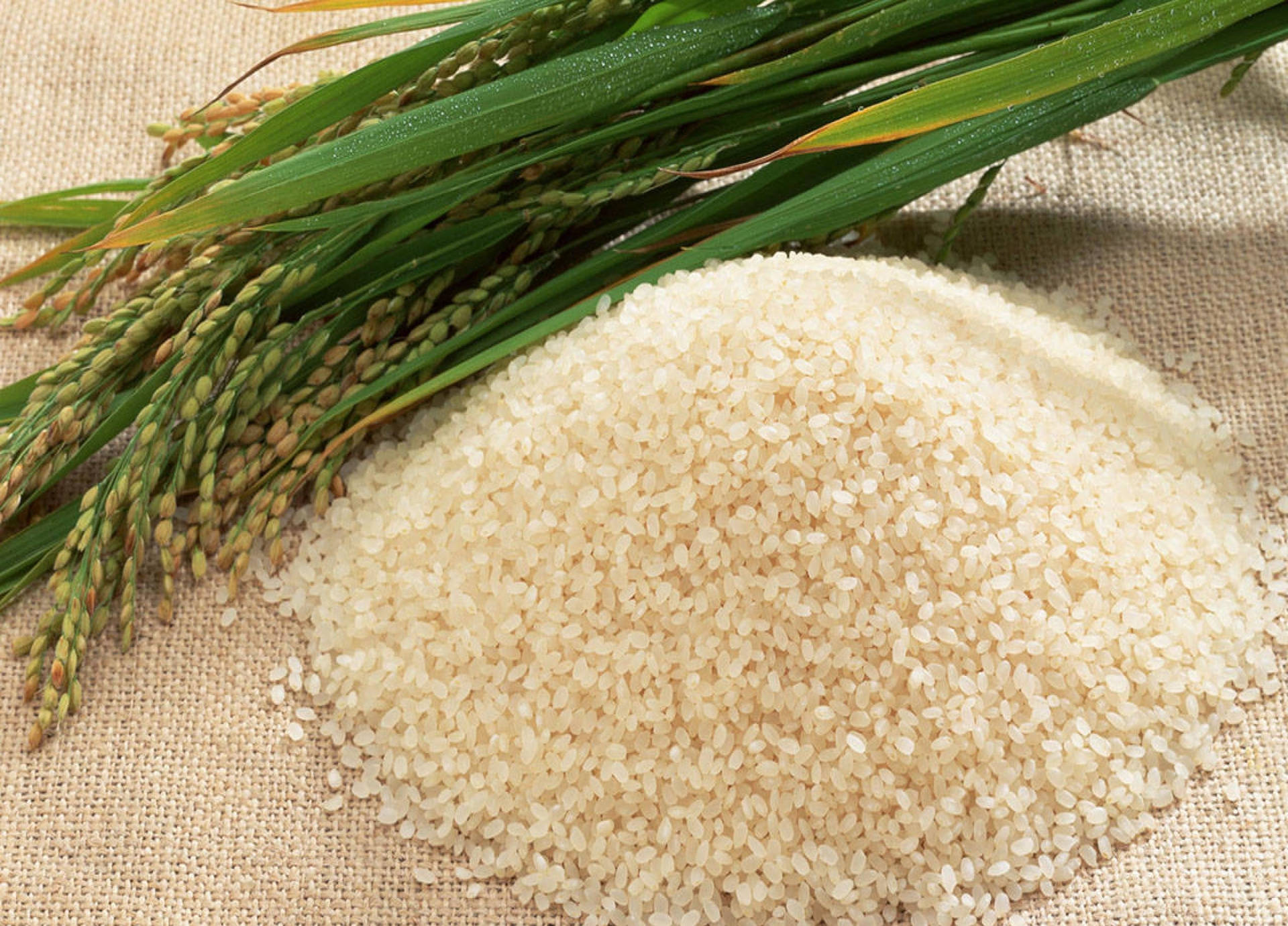 Newly Harvested And Refined White Rice Background