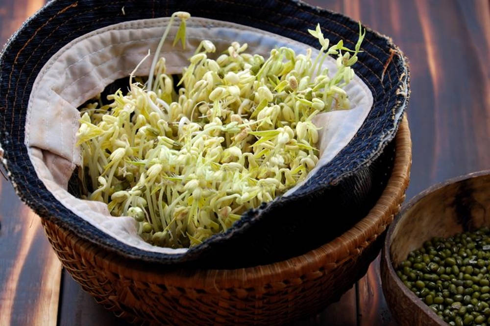 Newly Harvested Mung Bean Sprouts Vegetable