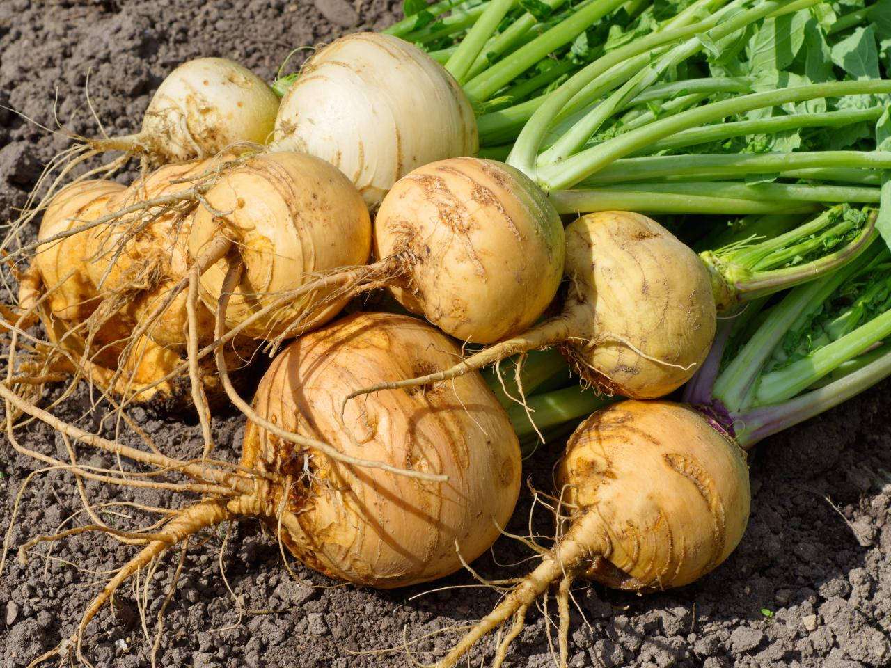 Newly Harvested Turnips Background