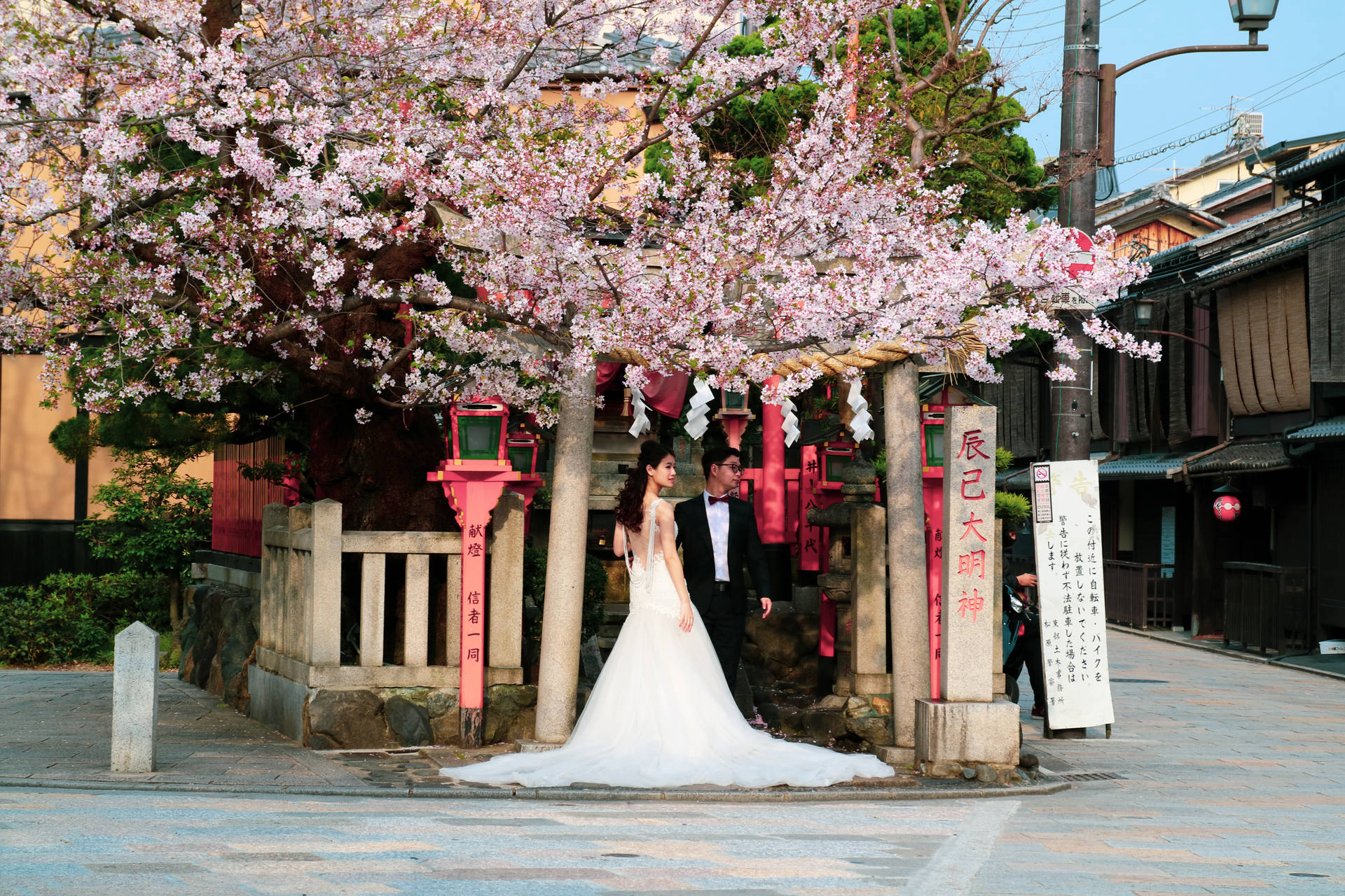 Newlyweds Under Japanese Sakura Background